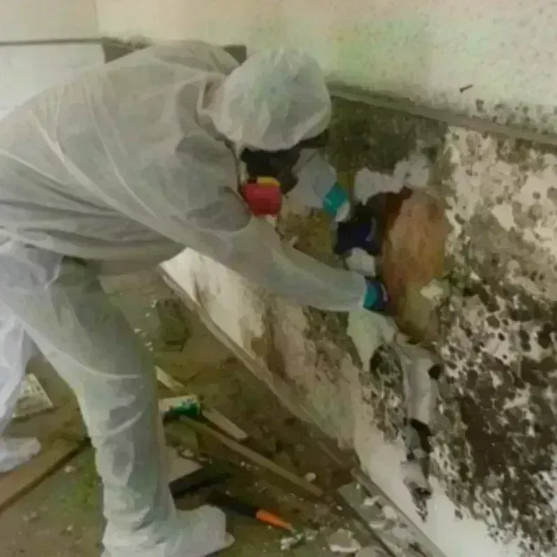 Mold Remediation and Removal in San Benito, TX